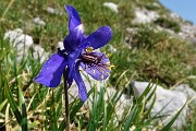 26 Aquilegia di Einsele (Aquilegia einseleana)